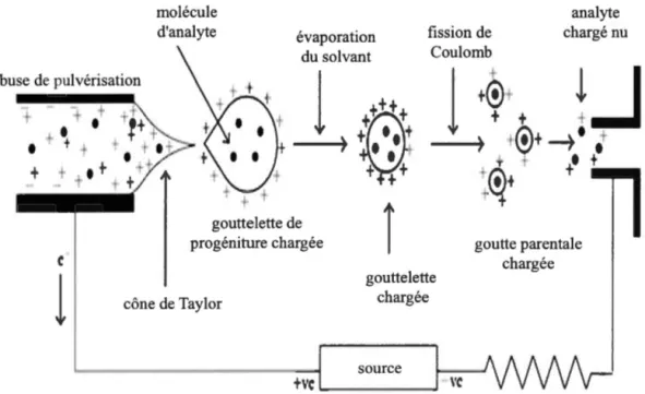 Figure  1.9.  Schéma de  l ' ionisation par électrospray 