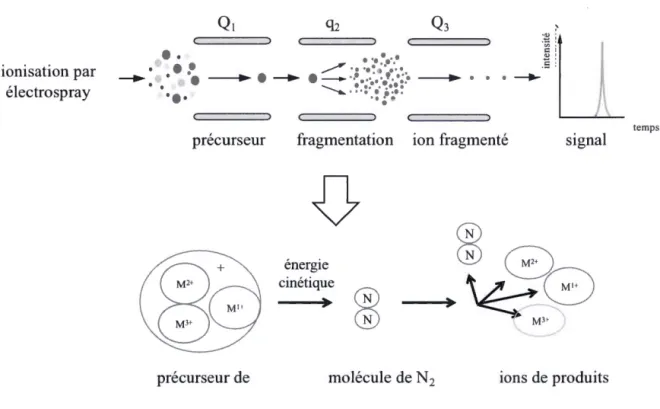 Figure  1.10 .  La  dissociation  induite  par  collision  (CID)  dans  un  MS / MS  de  type  triple quadripôle 