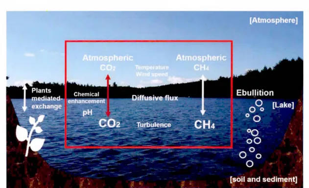 Figure 0.1.  Main pathways that mediate C02 and CH4 flux with the atmosphere  in  lake system 