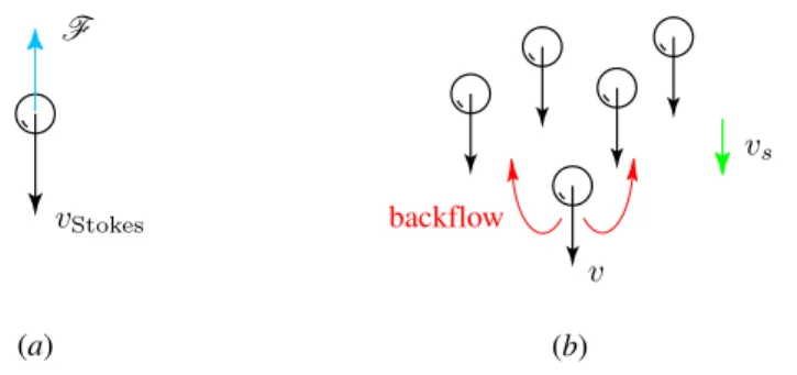 Fig. 1.6 – (a) S´edimentation d’une particule isol´ee, (b) Effet du contre- contre-´ecoulement local lors de la s´edimentation d’une suspension.