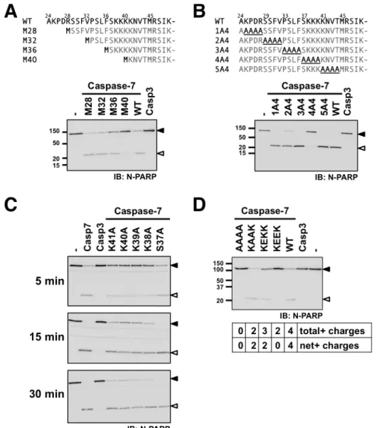 Fig.  3.  The  K 38 KKK  motif  is  critical  to  the  exosite  function.  (A-D)  MCF-7 sh7   detergent  extracts were incubated for 30 min in the presence of 1 nM of the indicated caspases