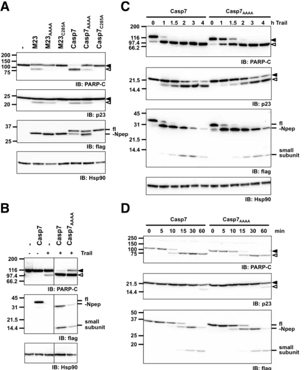 Fig.  4. Efficient PARP proteolysis in apoptotic cells depends on the exosite. (A) 293 sh7 cells were transfected with the indicated flag-tagged shRNA resistant caspase-7 cDNAs
