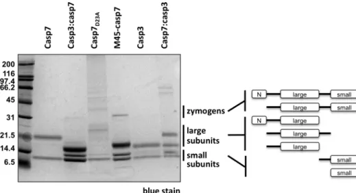 Fig.  S3.  Bacterial  expression  and  autoactivation  of  wild-type  caspase-3  and  -7  and  chimeric  caspases