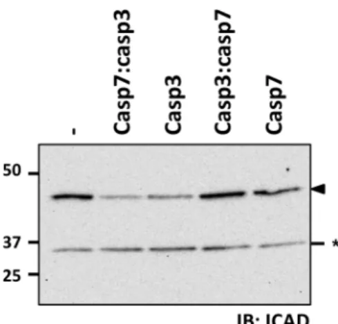 Fig.  S4.  Caspase-3  or  -7’s  NTD  does  not  confer  preference  for  ICAD  cleavage