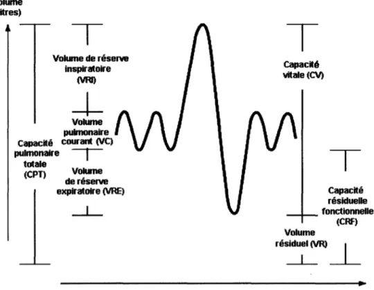 Figure 2.1  - Volumes pulmonaires 