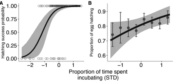 Figure 2.4 The effect of proportion of time spent incubating on hatching success probability  (β = 2.37, SE = 0.56, P &lt;A; mean proportion of time spent incubating = 0.60; SD = 0.09; N = 174) and on proportion  of egg hatching (β = 2.37, SE = 0.56, P &lt