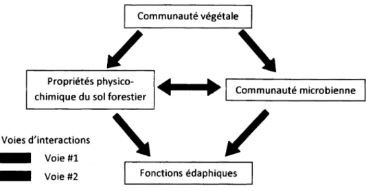Figure 1 : Voies d'interactions entre les composantes végétale, microbienne et physico­ chimique du sol déterminant les fonctions édaphiques 