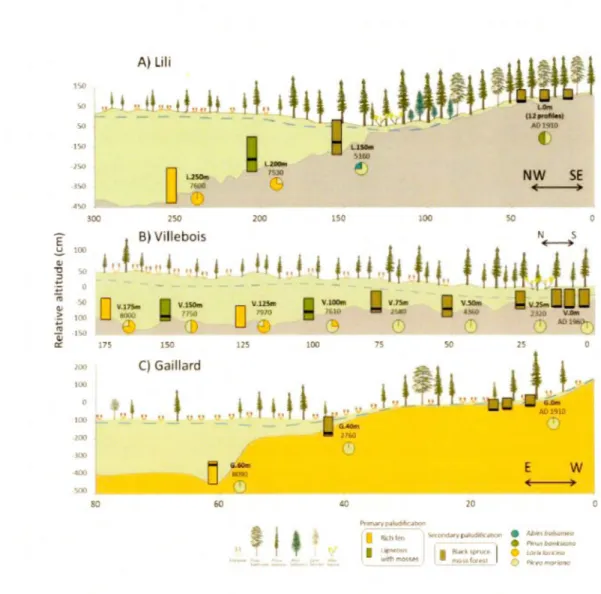 Figure  4.2  Description  of the  basal  peat  section  a l ong  the  three  studied  transects