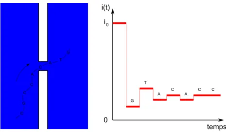 Figure 1.11  Théorie du séquençage par translocation.