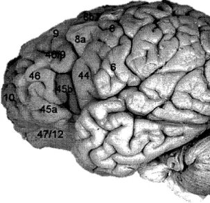 Figure 2.3  Régions cérébrales associées au cortex préfrontal dorsolatéral ( 46 et  9) et ventrolatéral (45 et 47) (Tiré de Mirabella, 2014, p