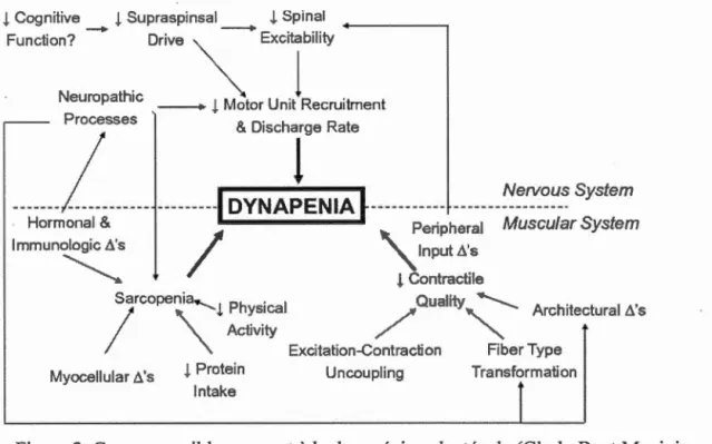 Figure 2.  Causes possibles menant à la dynapénie ,  adaptée de (Clark ,  B.  et Manini ,  2010) 
