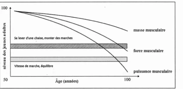 Figure 3. Diminution de la puissance ,  force et masse musculaires ,  adaptée de (Barr y  et Carson ,  2004) 
