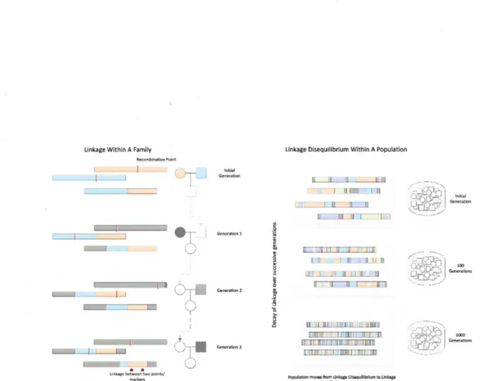 Figure  1.4  Illustration  du  déséquilibre  de  liaison  et  de  la  recombinaison.  On peut  aper- aper-cevoir dans  la  phylogénie  à gauche  un endroit dans  la  séquence  où  il y  a un  déséquilibre  de  liaison