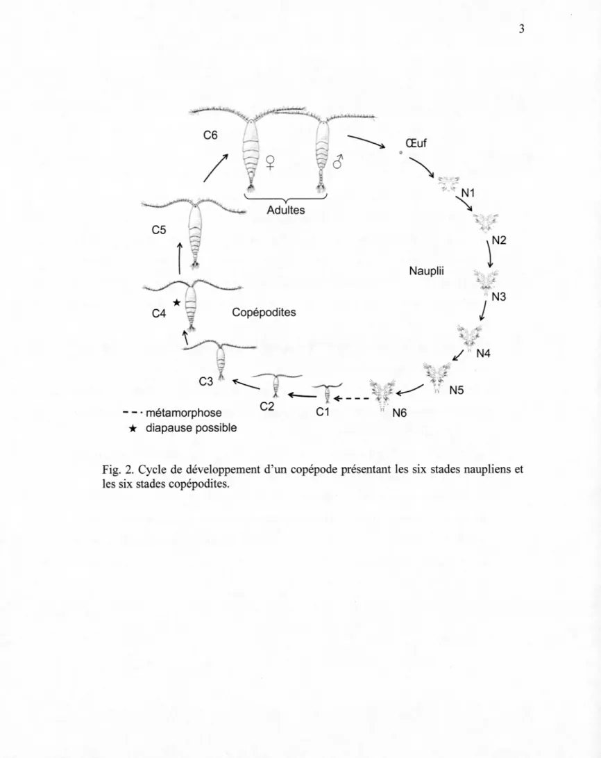 Fig.  2.  Cycle de développement d'un copépode présentant les  six stades naupliens et  les six stades copépodites