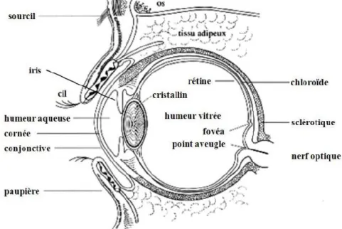 Figure 5 – Description anatomique schématique de l’œil : vue schématique en coupe sagittale
