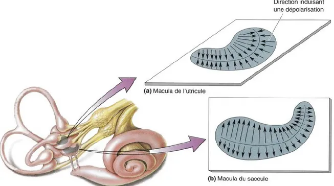 Figure  20  –Positions  et  orientations  des  maculae  de  l’utricule  et  du  saccule,  d’après  (Bear,  Connors  et  Paradiso 2002)