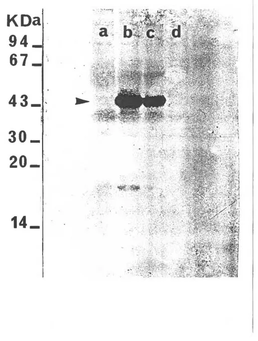 Figure 3.  Mise en évidence de l'expression de  la PPME L2 recombinante après induction:  Des  extraits  de  bactéries  pUC19/DH5a,  pUC19L2-12/DH5a,  pUC19L2-6/DH5a  et  pUC19L2M/DH5a  induites  avec  lmM  IPTG  (respectivement  les  pistes  a,b,c  et  d)