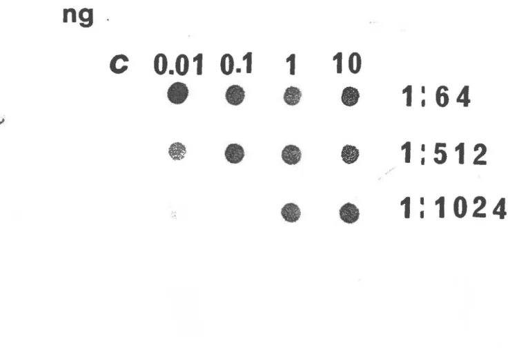 Figure 14. Criblage des anticorps anti-PPME de  C.  pneumoniae de sérum de patient par un test  dot-ELISA : Des quantités d'antigènes (PPME-Bgalo