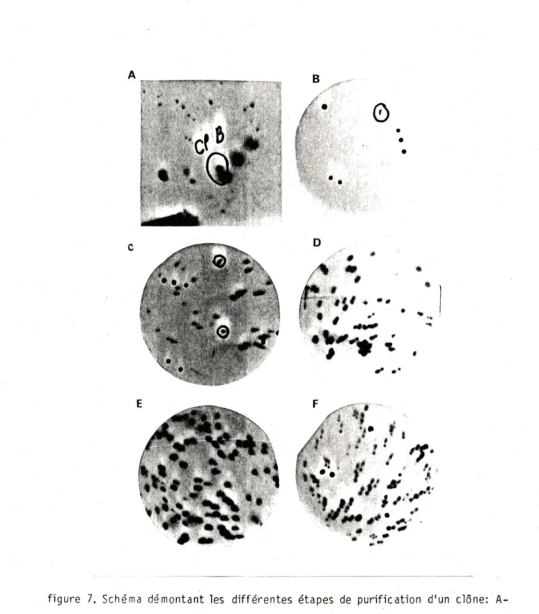 figure  7.  Schéma  démontant  les  différentes  étapes  de  purification  d'un  clône: ·A- ·A-identification  du  clône,  B- premier  passage  de  purification,  C- 2e  passage,  0- 3e  passage;  tous  ces  passages  sont  hybridés  avec  JK  .et  faits  