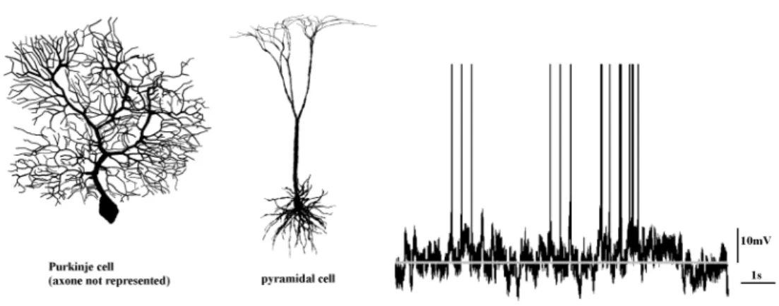Figure 1.2: Examples of the variability of neurones shapes (left, adapted from [138]), and of the intra-cellular potential time course (right, adapted from [175]).