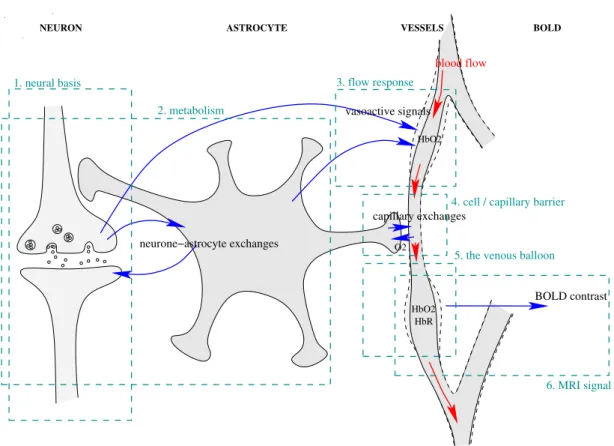 Figure 2.1: The physiological processes underlying the BOLD response essentially involve the neurons, the brain vasculature, and the astrocytes (small cells playing an important role in the different exchanges of molecules and ions between the two former c