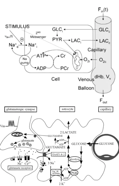 Figure 2.2: Brain metabolism: The upper part of the figure, issued from Aubert and Costa- Costa-lat, 2002 [9], illustrates the main processes of the metabolism, including glucose aerobic and