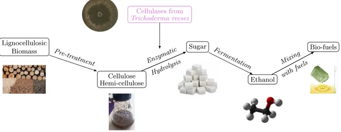 Figure 1.1 ∼ Scheme of second generation bio-fuels process ∼ The costliest step to be improved is highlighted in pink color.