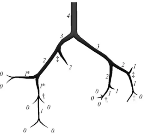 Fig. 3. An example vascular tree using Strahler Ordering, where (†) indicate examples of trifurcation ordering rules, and (‡) indicate junctions upstream of vessel pruning.
