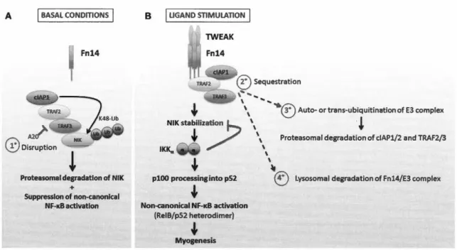 Figure 1.5 : Régulation de NF-KB  par TWEAK.  Figure  prise de (Enwere  et al./  2014) 