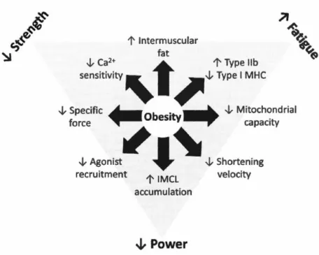 Figure 1.6:  Les  mécanismes  potentiels  par  lesquels  l'obésité  engendre  une 