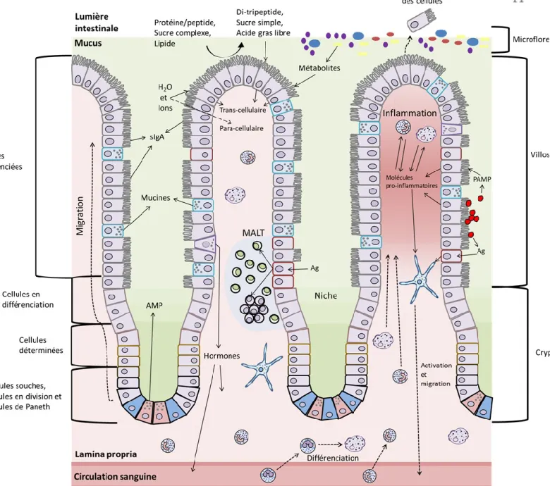 Figure 2 : Muqueuse intestinale. Représentation schématique de la muqueuse intestinale et  du rôle de l’épithélium intestinal et des cellules immunitaires innées dans la défense contre  les pathogènes entérique