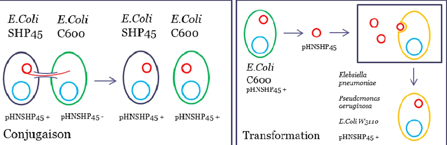 Figure 4 : Conjugaison, transformation bactérienne et transmission de résistance aux  antibiotiques