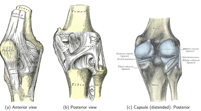 Figure 1.2: Anatomy of the right knee [Gray et al. 2000]