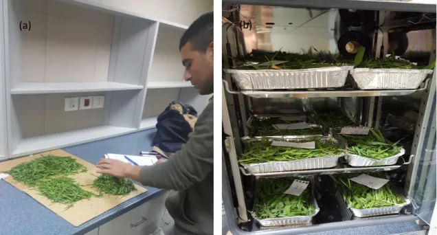 Figure 5 (a) Quartering and (b) biomass samples oven-drying at 70°. Procedure done for all replications in  all winter wheat reference plots