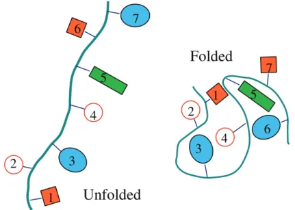 Figure 1.8 – Unfolded and Folded states as described in the text. The unfolded state is modeled as an extended polymer where side chains belonging to different residues do not interact with pairwise terms.