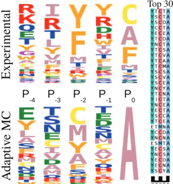 FIG. 3. Left: Sequence logos from Monte Carlo and from an experimental library of peptides that bind Tiam1