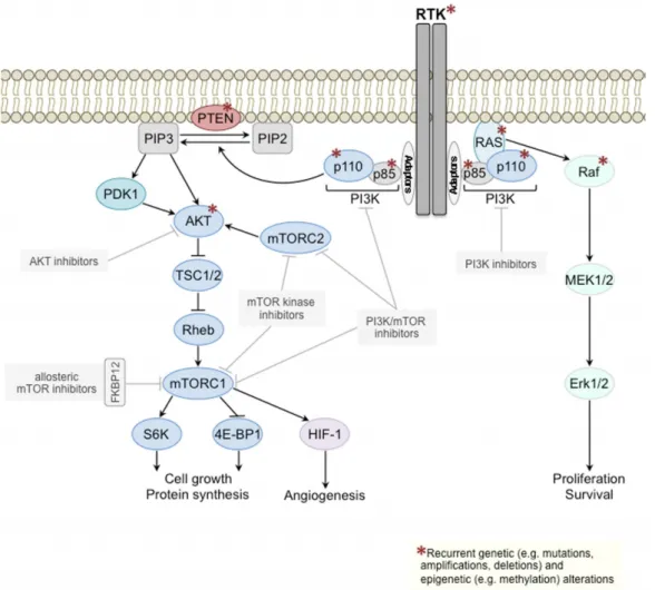 Figure 1.3 – Partial view of the PI3K signalling pathway. The figure was taken from Weigelt and Downward [ 2012 ].