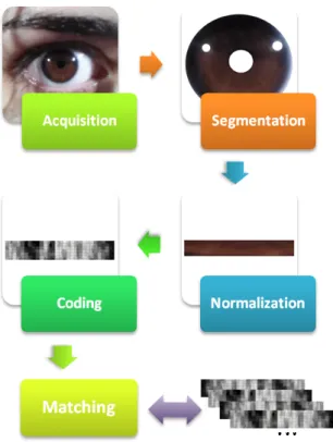 Figure 1.2: Iris recognition phases.