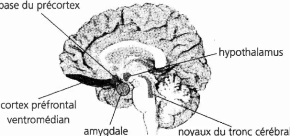 Figure 1 : cartographie  du  cerveau  e t pl ace  du  cortex préfrontal  ve ntrom é dian 
