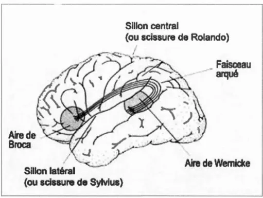 Figure 2 :  Les aires  du  langage  - - - · - - - · - -       -Aire de  Broca  1  /  Sillon latéral  - - - - - - - - - - - · - - - · - - ·  Sillon centra.J 