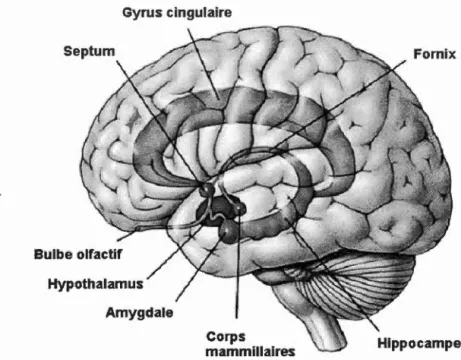 Figure 3  :  Le  sys tème limbique 