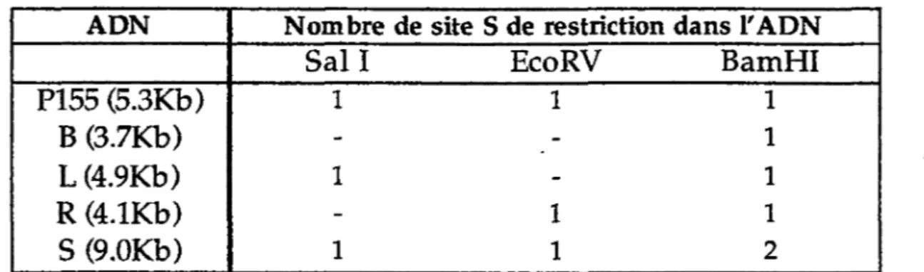 Tableau 1:  Susceptibilité de 0(4632)/Rml, de ses dérivés et de leurs  produits potentiels de recombinaison aux enzymes de  restrictions Sal 1, EcoRV et Bamffi