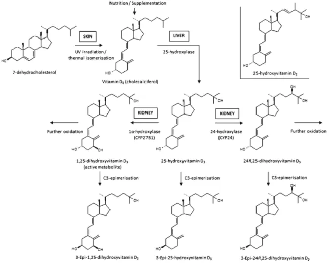 Figure 1 : Métabolisme de la vitamine D 