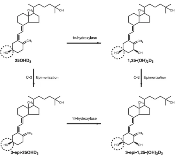 Figure 2 : Processus de formation des épimères. 