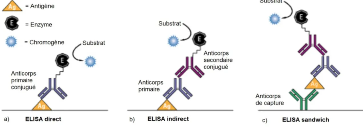 Figure 2.3 : Illustration des différents types d’ELISA a) ELISA direct b) ELISA indirect et c) ELISA sandwich