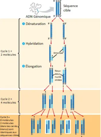 Figure 2.4 : Représentation des étapes d’une PCR  [Par Kavya, 2015] 