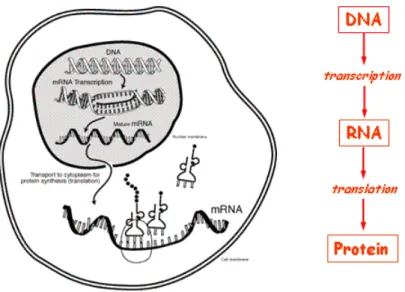 Figure 1.2: The central dogma of biology