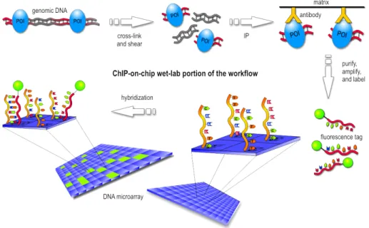 Figure 1.5: The ChIP-on-chip experiment.