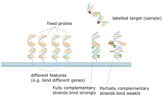 Figure 1.9: Target samples are hybridized to probes on a microarray.