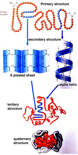Figure 1.11: The several successive levels of structure acquired by a protein.